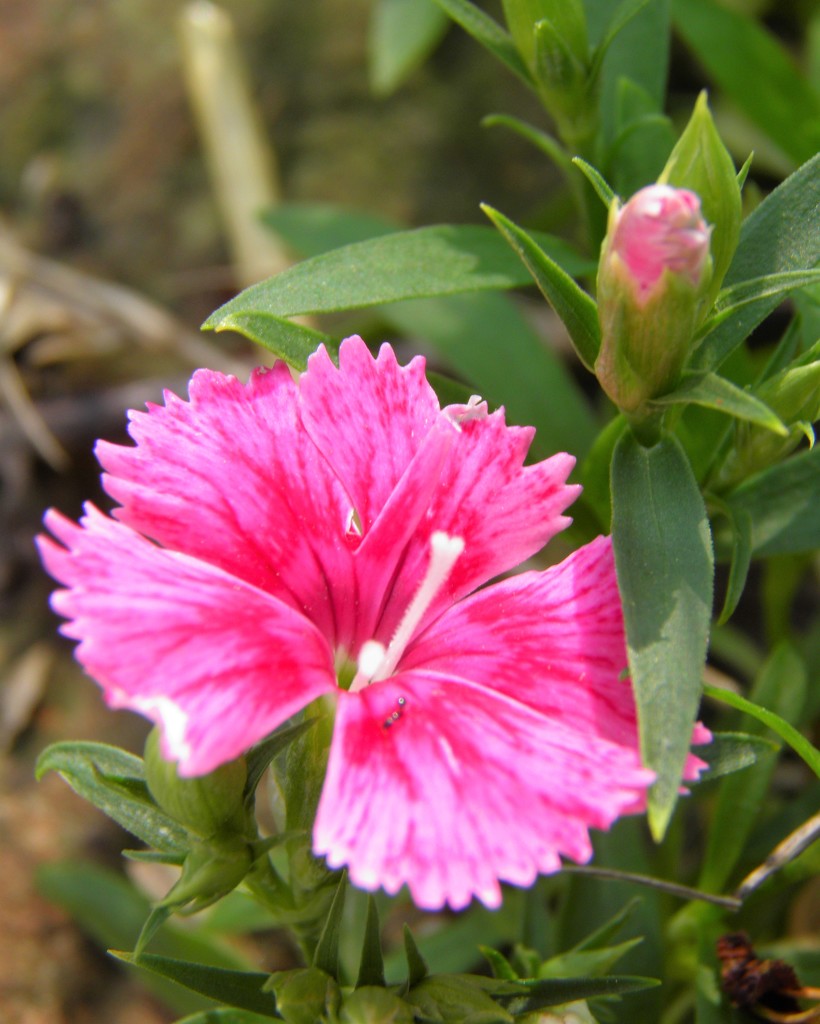 Dianthus by daisymiller