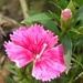 Dianthus by daisymiller