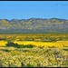 Carrizo Plain, Ca., Wildflowers by soylentgreenpics