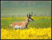 16th Apr 2017 - Pronghorn Antelope strolling through the wildflowers.