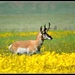 Pronghorn Antelope strolling through the wildflowers. by soylentgreenpics
