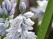 15th Apr 2017 - striped squill