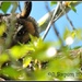 Long Eared Owl by soylentgreenpics