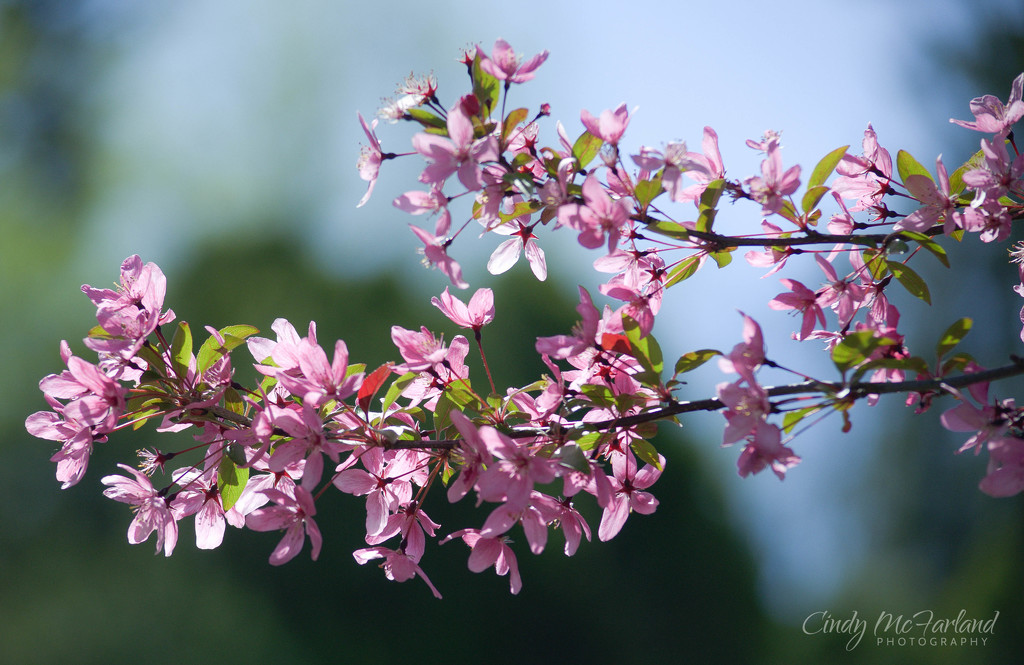 Spring Blooms by cindymc