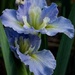 Iris by eudora