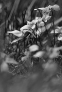 15th Apr 2017 - white violets