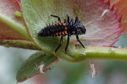 15th Apr 2017 - Ladybug Larvae