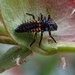 Ladybug Larvae by cjwhite