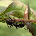 Carpenter Ant by cjwhite