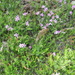 Phlox in Flowerbed by sfeldphotos
