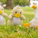 (Day 61) - Duck, Duck, Goose by cjphoto