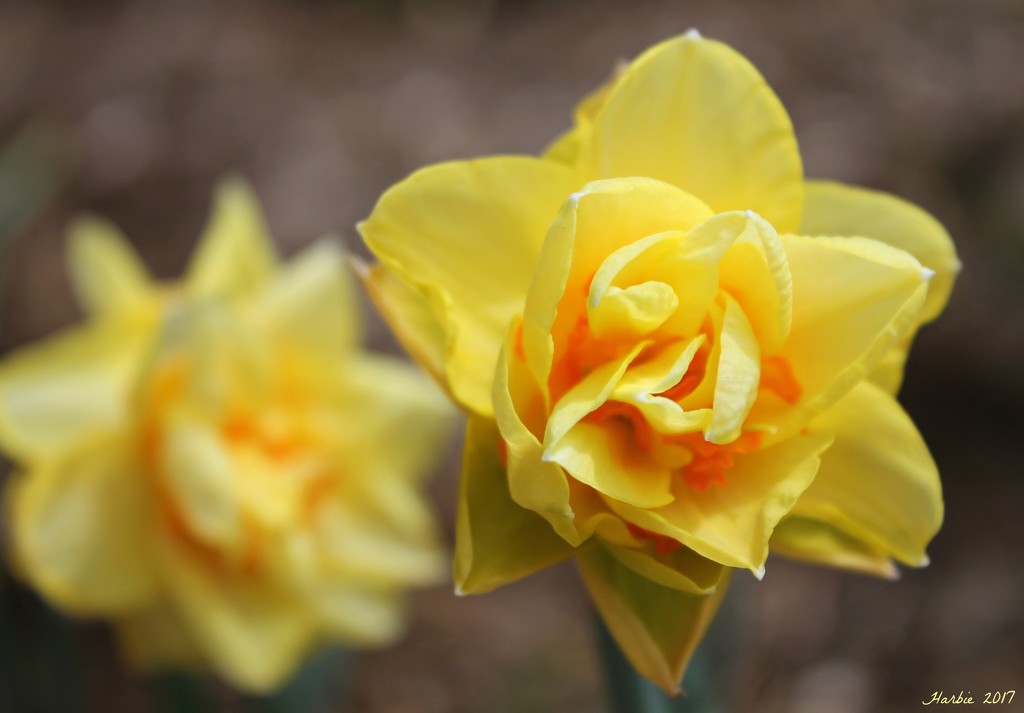 Daffodil Mirrored by harbie