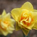 Daffodil Mirrored by harbie