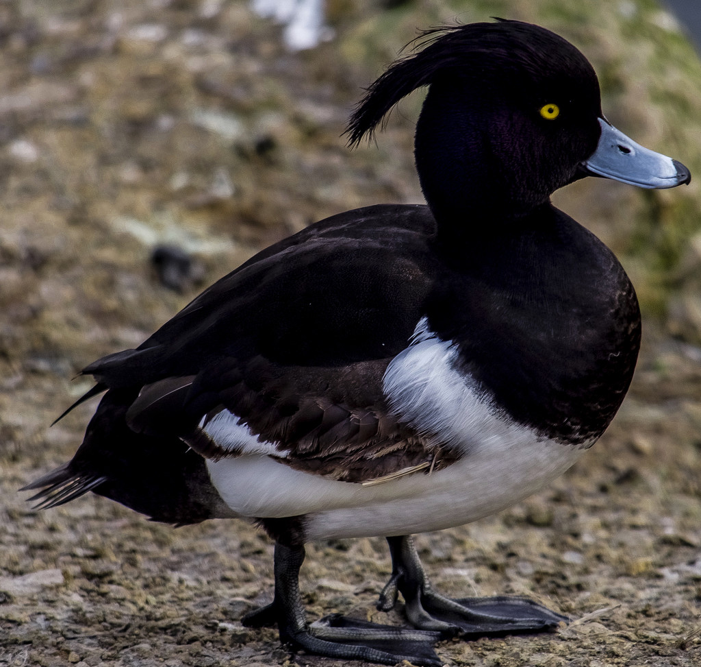Tufted Duck by tonygig