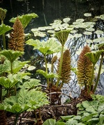 16th Apr 2017 - The Gunnera are in bloom