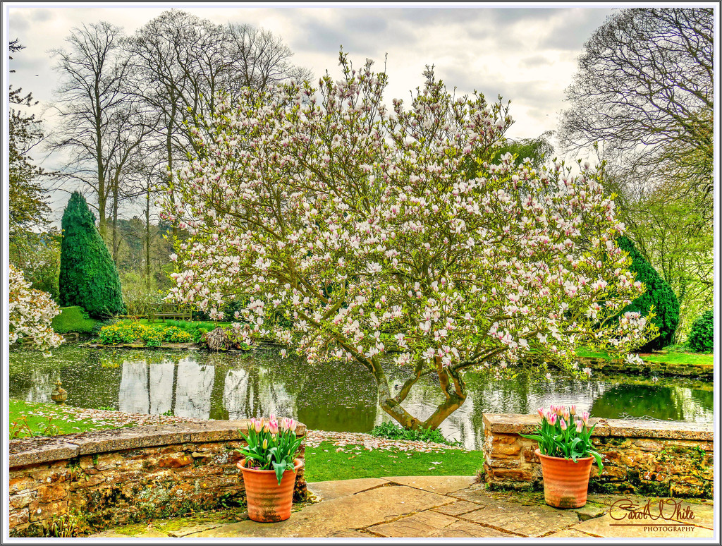 Magnolia Tree,Coton Manor Gardens by carolmw