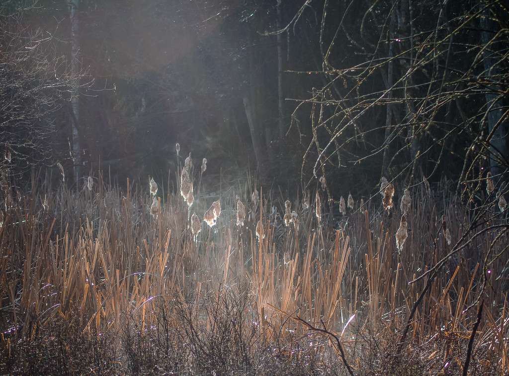 Cattails, Mist and Light by 365karly1