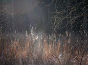 16th Apr 2017 - Cattails, Mist and Light