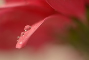 16th Apr 2017 - Salmon pink petals and droplets...
