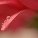 Salmon pink petals and droplets... by ziggy77