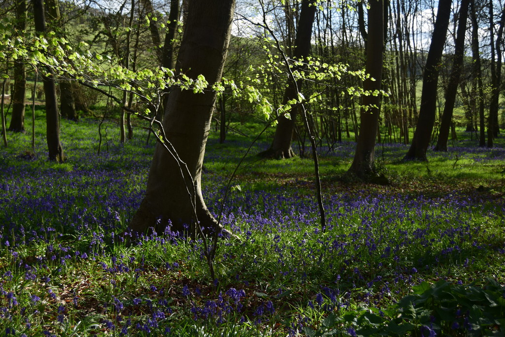 bluebells by ianmetcalfe