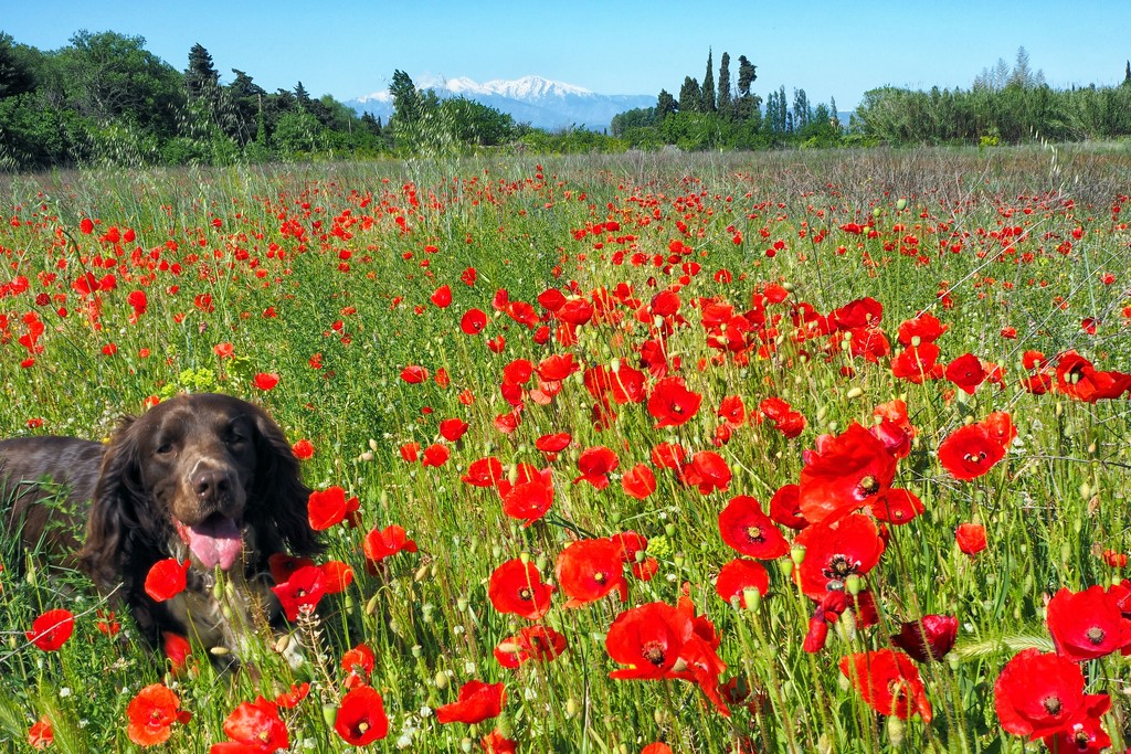 Poppy puppy by laroque