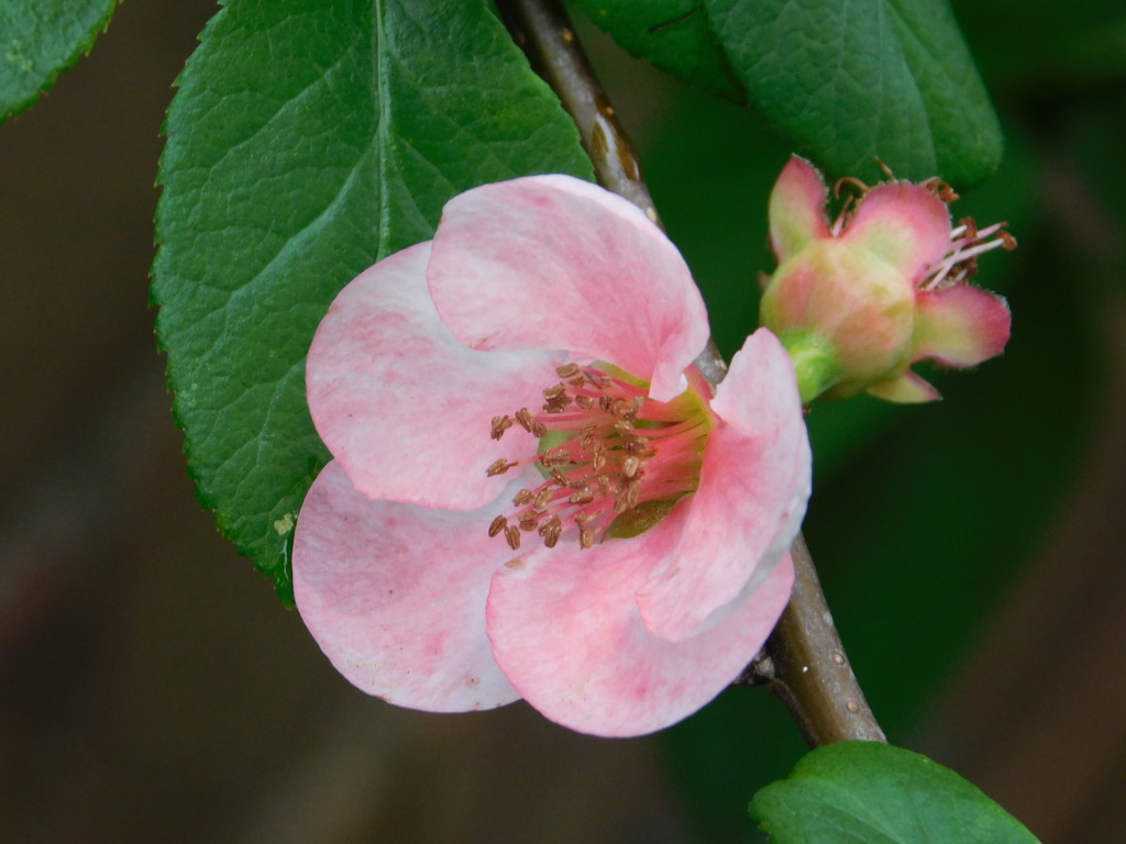 Quince blossom by 365anne