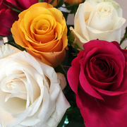 15th Apr 2017 - Day Of Beauty Roses