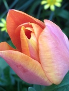 11th Apr 2017 - Beautiful Tulip Flower