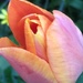 Beautiful Tulip Flower by cataylor41