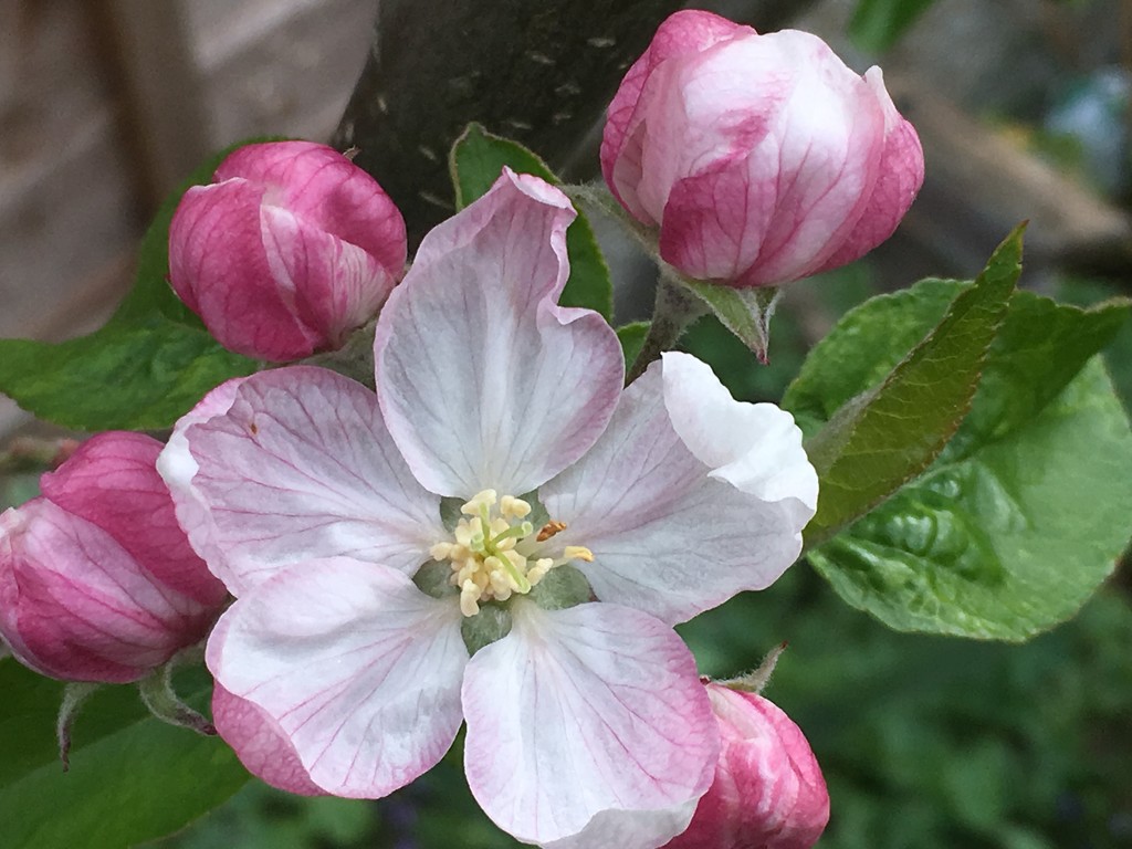 Apple Blossom by cataylor41