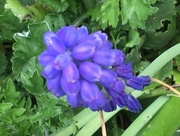 28th Mar 2017 - Blue Hyacinth 