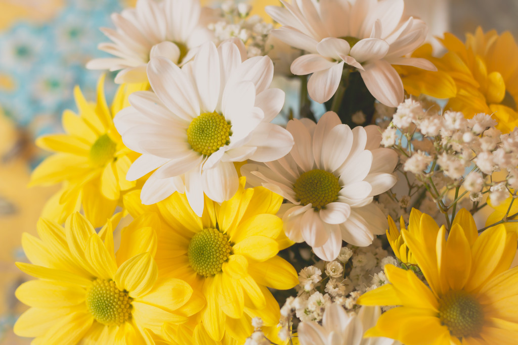 Easter Daisies by tracymeurs