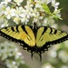 Yellow Swallowtail by cjwhite