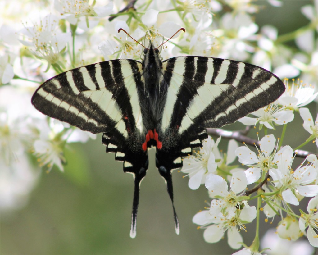 Zebra Swallowtail by cjwhite