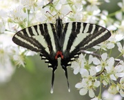 16th Apr 2017 - Zebra Swallowtail