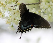 16th Apr 2017 - Black Swallowtail