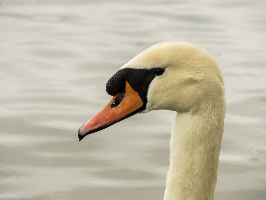 Pensive swan... by m2016