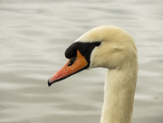 16th Apr 2017 - Pensive swan...