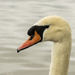 Pensive swan... by m2016