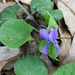 Wild violet by susanharvey