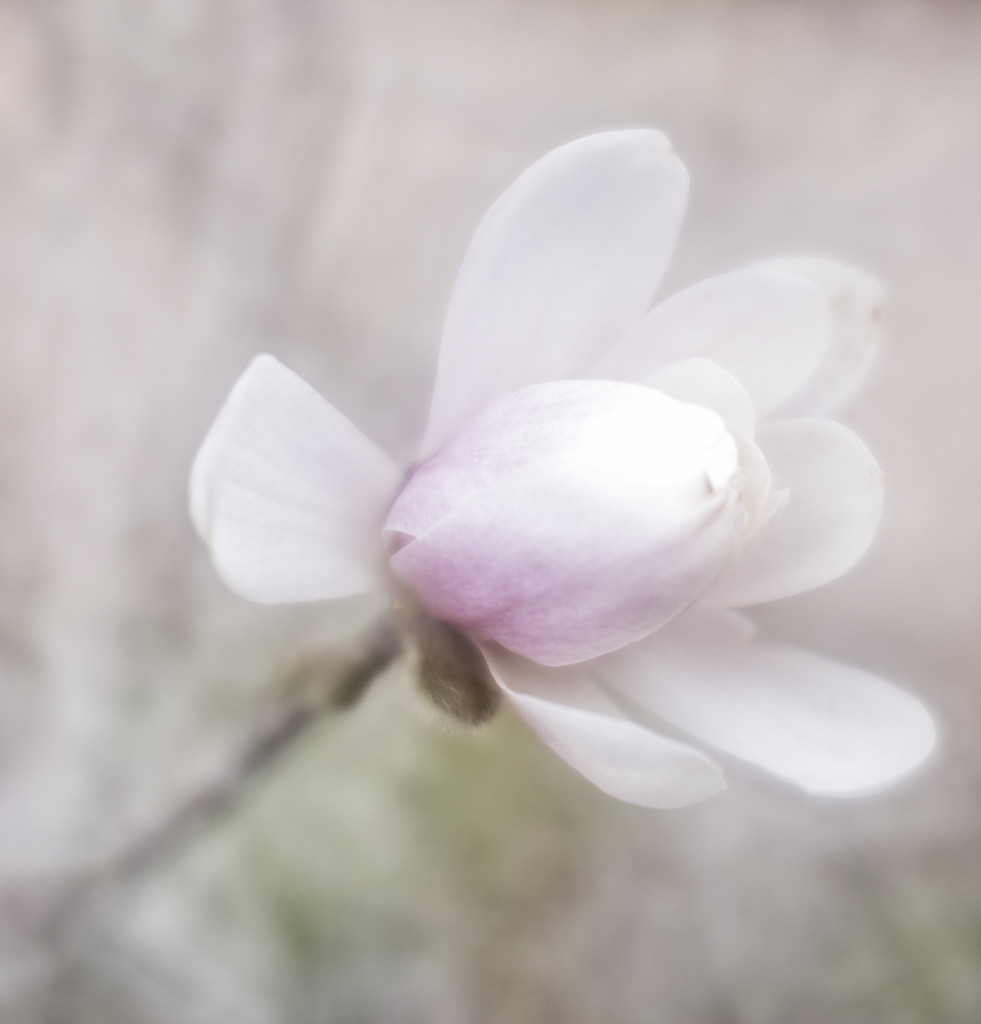 Saucer Magnolia Flower by pdulis