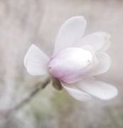 16th Apr 2017 - Saucer Magnolia Flower