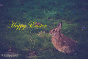 16th Apr 2017 - Happy Easter 