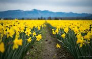 4th Apr 2017 - Daffodils