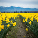 Daffodils by epcello