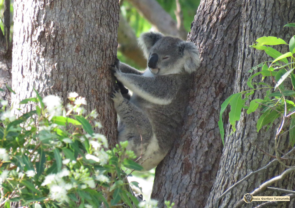 backache cure by koalagardens