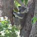 backache cure by koalagardens