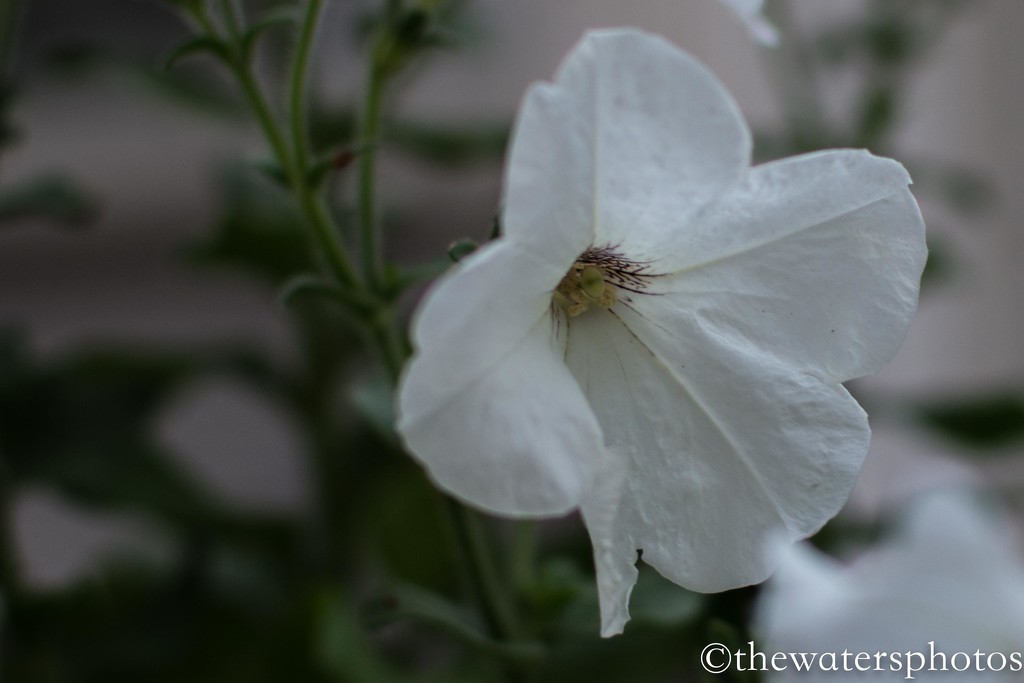 White Petunia by thewatersphotos