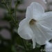 White Petunia by thewatersphotos